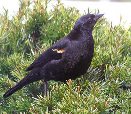 Redwing Blackbird