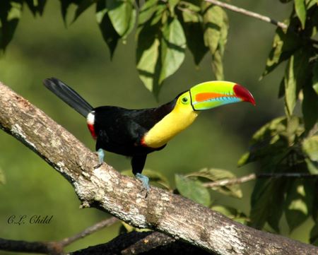 dsc_3391-k-b-toucan