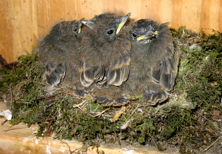 Baby Phoebes on Center Fayston Road