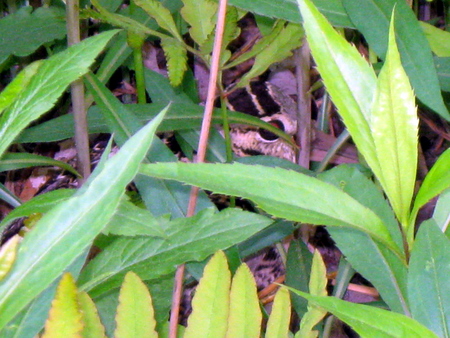 American Woodcock