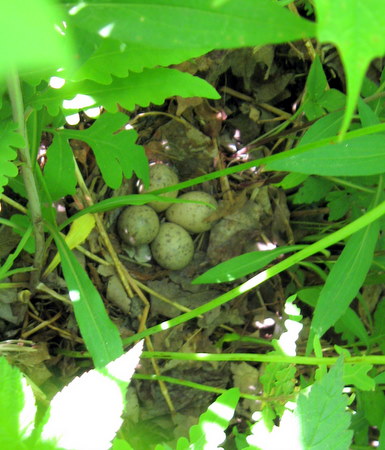 Woodcock Eggs