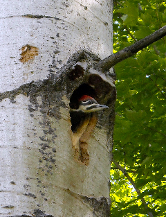 Baby Pileated in the Nest