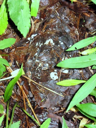 Woodcock Nest after the Hatch