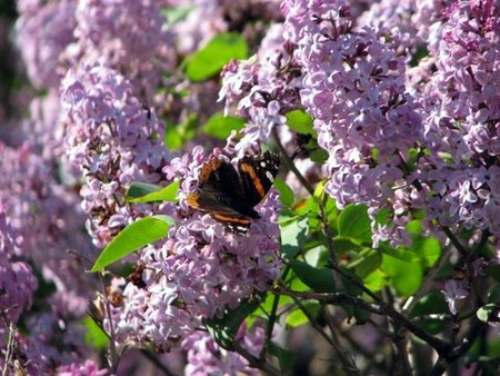 CFR Bird Walk 5-23 Butterfly in Lilac