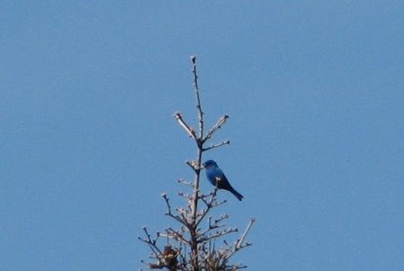 CFR Bird Walk 5-23 Indigo Bunting