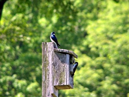 CFR Bird Walk 5-23 Tree Swallows