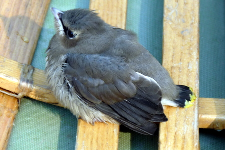MadBirders » Juvenile Cedar Waxwing Rescue