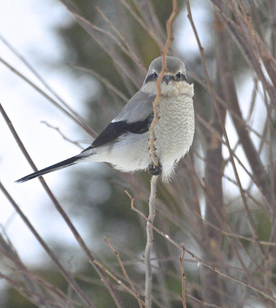 Northern Shrike - 2-13 h