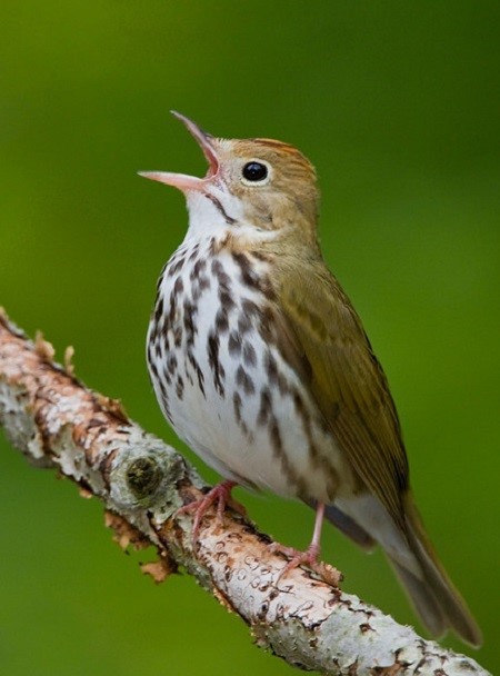 Ovenbird (Seiurus aurocapillus) perched on a branch and singing in Long Point, Ontario, Canada.